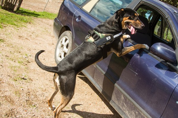 Idaho Supreme Court vacates drug conviction, says K-9 ‘intermeddled’ when jumping up on car door   By: