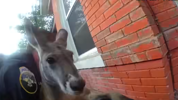 Watch: Cops wrangle kangaroo hopping around Colo. town — again
