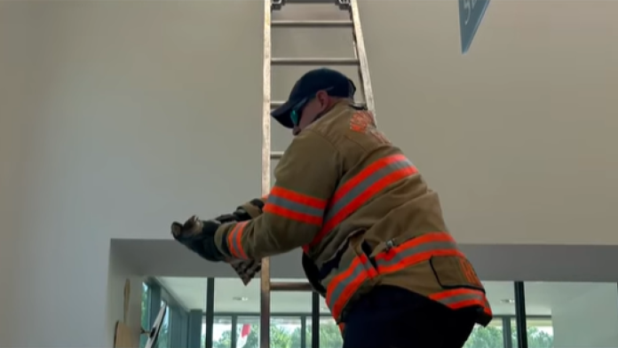 Police officers, firefighters rescue hawk from N.C. library
