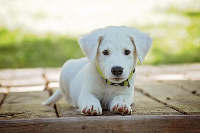 Take Them With You – Handling the Pet Bug Out Problem