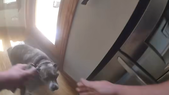 BWC: Dog leads Ill. officer to his leash during house fire