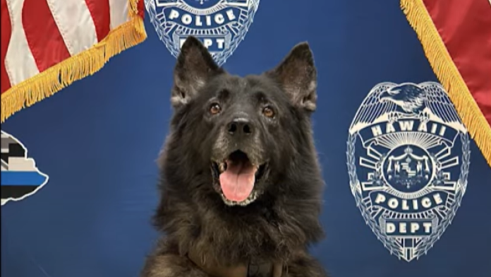 Hawaii K-9 dies after being left in vehicle for ‘unacceptable amount of time’