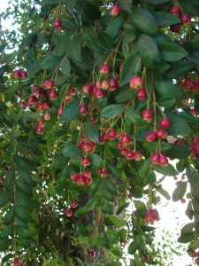 LILLY PILLY Aka AUSTRALIAN BRUSH CHERRY or EUGENIA (Syzygium paniculatum)