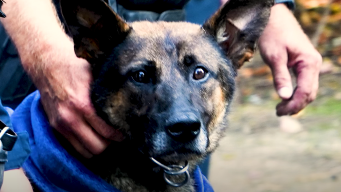 Tenn. PD receives grant following K-9's line of duty death