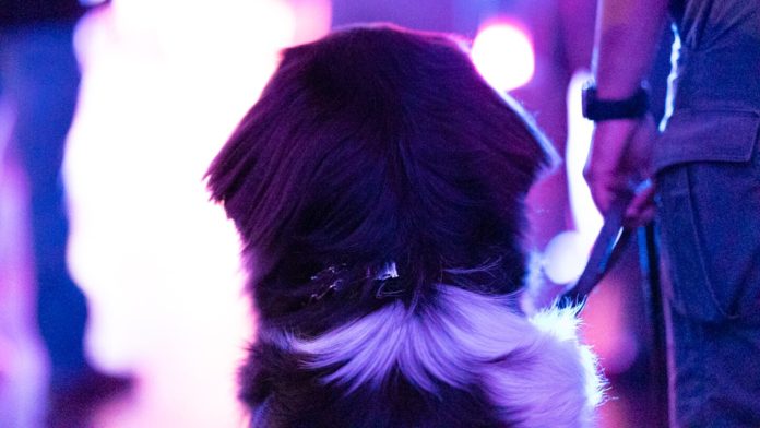Why 'therapy dog' is the wrong term for critical incident response K-9s