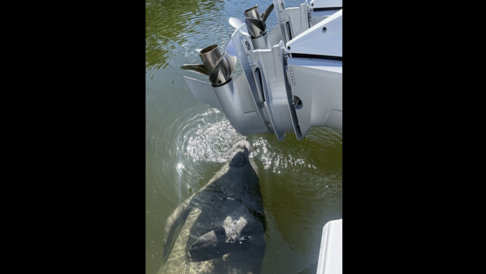 'She refused to provide ID': Manatee interrupts Fla. patrol boat wash for a drink