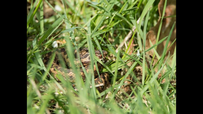 Defend Against Nature’s Slithering Serpents   By: Michael D’Angona