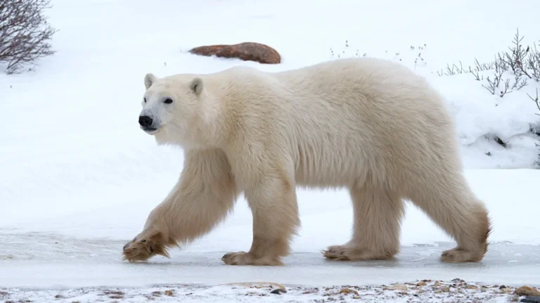 Bear Safety Guide: How to Stay Safe Around Black Bears, Grizzlies, and Polar Bears