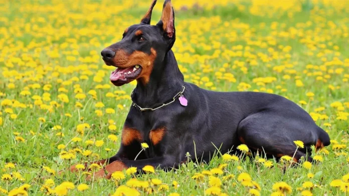 The Top Dogs for Home and Personal Defense