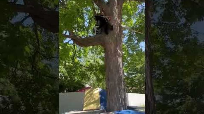 Video: Mich. PD, natural resource officers remove bear from tree